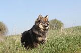 CHIEN FINNOIS DE LAPONIE 016